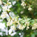 elaeagnus ebbingei compacta eleagno 1