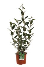 elaeagnus ebbingei compacta eleagno