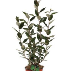 elaeagnus ebbingei compacta eleagno