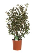 elaeagnus ebbingei compacta eleagno 3