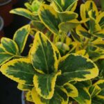 elaeagnus ebbingei compacta variegato eleagno 1