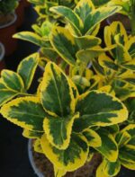 elaeagnus ebbingei compacta variegato eleagno 1