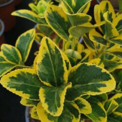 elaeagnus ebbingei compacta variegato eleagno 1