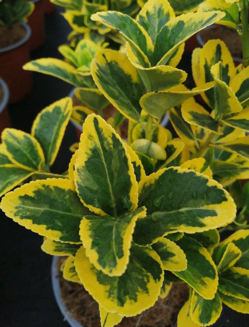 elaeagnus ebbingei compacta variegato eleagno 1 elaeagnus ebbingei compacta variegato eleagno 1