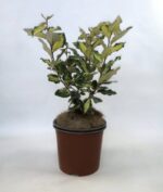 elaeagnus ebbingei compacta variegato eleagno
