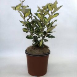 elaeagnus ebbingei compacta variegato eleagno