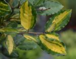 elaeagnus ebbingei eleador eleagno 1