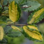 elaeagnus ebbingei eleador eleagno 1