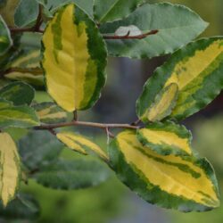 elaeagnus ebbingei eleador eleagno 1