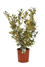 elaeagnus ebbingei eleador eleagno