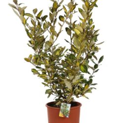 elaeagnus ebbingei eleador eleagno