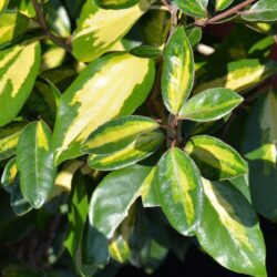elaeagnus ebbingei limelight eleagno 1
