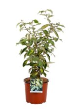 elaeagnus ebbingei limelight eleagno