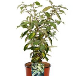 elaeagnus ebbingei limelight eleagno