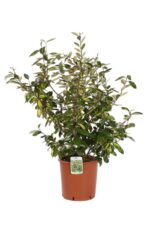elaeagnus ebbingei limelight eleagno 3