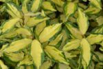 elaeagnus ebbingei maryline abrela eleagno 1