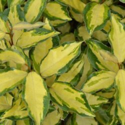 elaeagnus ebbingei maryline abrela eleagno 1