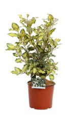 elaeagnus ebbingei maryline abrela eleagno