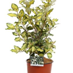elaeagnus ebbingei maryline abrela eleagno