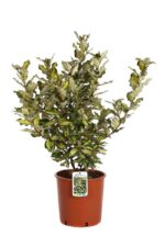 elaeagnus ebbingei maryline abrela eleagno 3