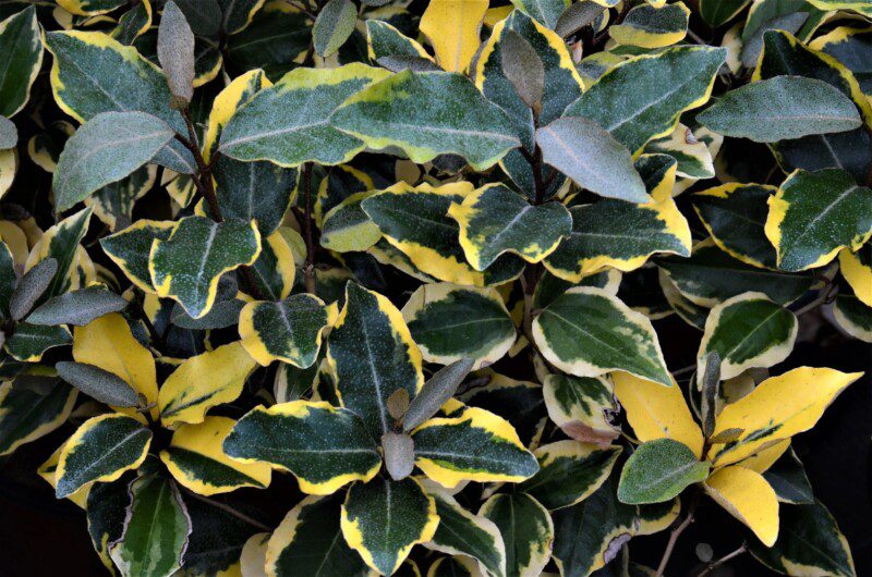 elaeagnus ebbingei viveleg eleagno 1 elaeagnus ebbingei viveleg eleagno 1