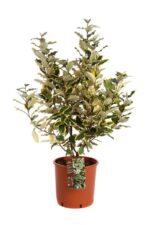 elaeagnus ebbingei viveleg eleagno 3