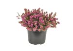 erica carnea eva 1