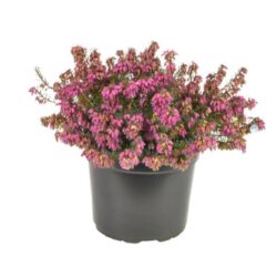 erica carnea eva 1