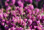 erica carnea eva