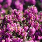 erica carnea eva