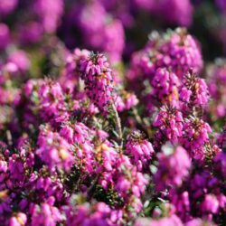 erica carnea eva