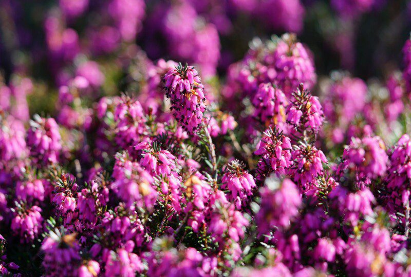 erica carnea eva erica carnea eva