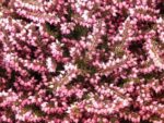 erica carnea rosalie 1