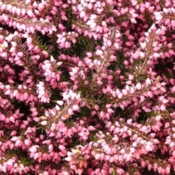 erica carnea rosalie 1