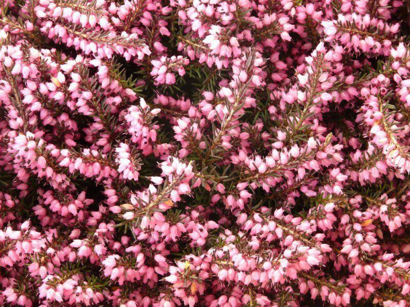 erica carnea rosalie 1 erica carnea rosalie 1