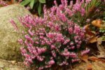 erica carnea rosalie
