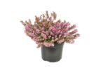 erica carnea rosalie 2
