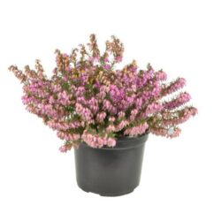 erica carnea rosalie 2