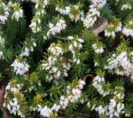 erica carnea schneekuppe 1