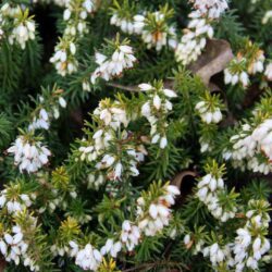 erica carnea schneekuppe 1