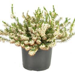 erica carnea schneekuppe