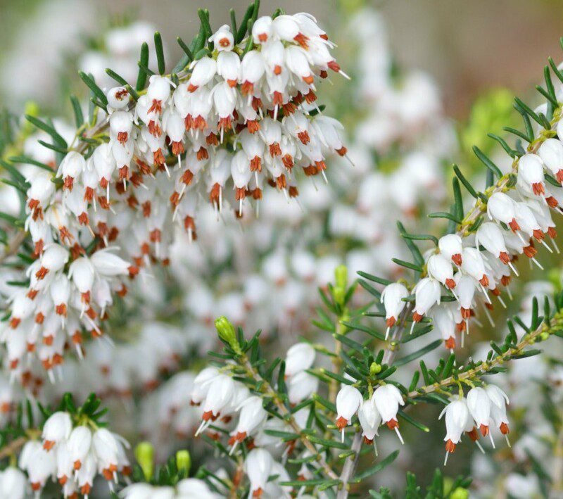 erica carnea steffi 1 erica carnea steffi 1
