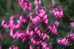 erica carnea winterfreude 1