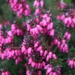 erica carnea winterfreude 1