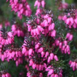 erica carnea winterfreude 1