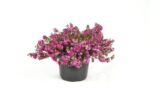 erica carnea winterfreude
