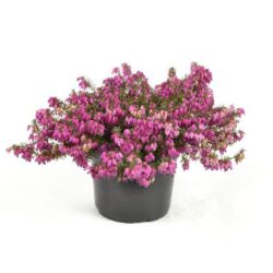 erica carnea winterfreude