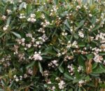 eriobotrya coppertone 1