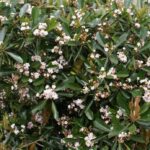 eriobotrya coppertone 1