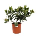 eriobotrya coppertone 3